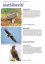 Ptáci naší přírody